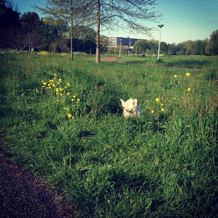 She doesn't play hide and seek very well. #day32 #nano #westie #terrier #dog