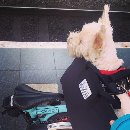 Convenient travel. #day #brompton #nano #westie #terrier #dog