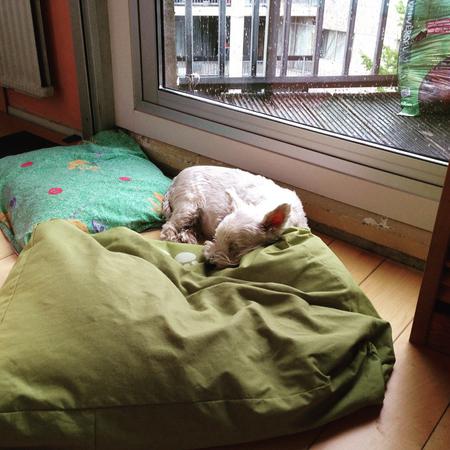 Head on pillow. #day51 #nano #westie #terrier #dog