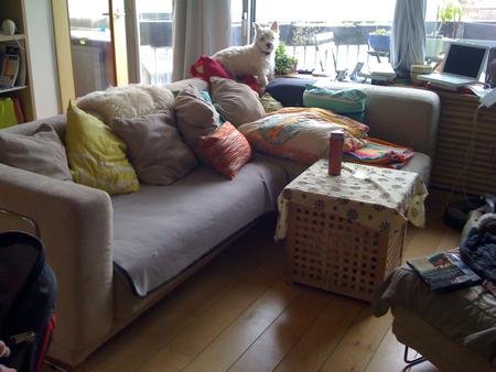 cleaned up sofa, with Nano on top