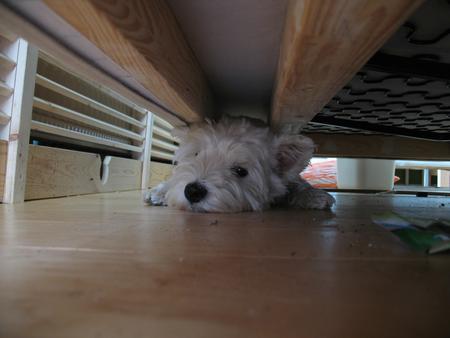 Stuck under the sofa.