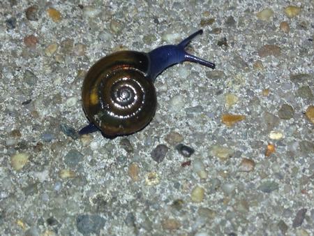 blue snail