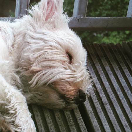 Sleeping on the balcony #day67 #nano #westie #terrier #dog