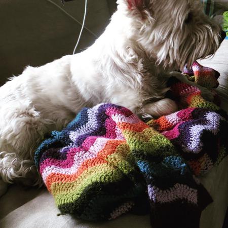 Walk away for a minute, blanket claimed by Nano #day71 #nano #westie #terrier #dog