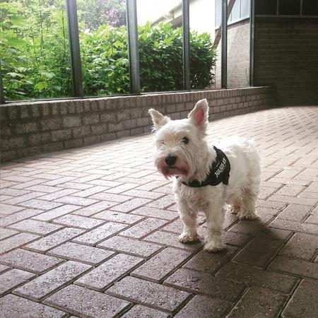 Nano had a rough day but still went for walkies #day72 #nano #westie #terrier #dog