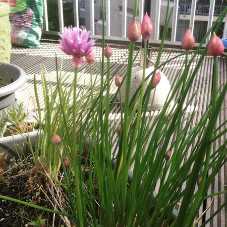 Flowering_chives_#day29